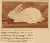 873854 Afbeelding van de winnende Vlaamse reus van de heer H.G.J. de Vos, op de jaarlijkse tentoonstelling van de ...